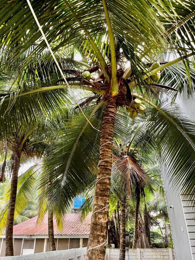 Seanest Hotel Alibag Exterior photo